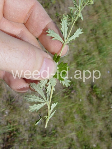 cinquefoil, silvery